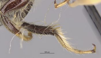 Media type: image;   Entomology 16200 Aspect: Leg hind
